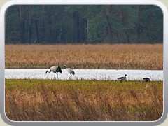 13.2.: Ein Kranichp�rchen und G�nse an einer �berschwemmten Stelle.