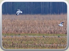 Kiebitze hatten sich auf der Wiese versammelt
