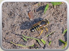 24-07-10_06996a_