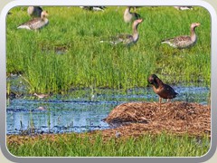 Bruchwasserl�ufer, G�nse und Ente