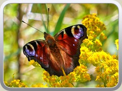 24.8.: Tagpfauenauge