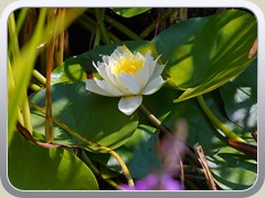 24.8.: Seerose in einem Entw�sserungsgraben auf dem Wemmichluch