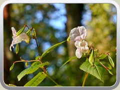 Dr�siges Springkraut
