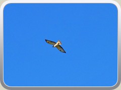 M�usebussard