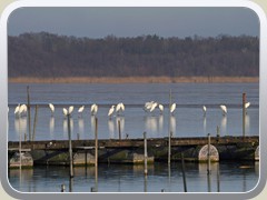 Silberreiher auf dem P�tzer Vordersee