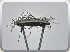 Verlassenes Storchennest