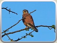 Turmfalke