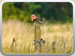 Ein Turmfalke lie sich auf einem Pfeiler neben dem Grbendorfer Weg nicht stren