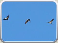 St�ndig waren die Rufe der ziehenden Kraniche zu h�ren