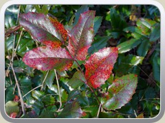 28.11.: Mahonie am Gr�bendorfer Weg