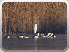 G�nses�ger vor einem Silberreiher