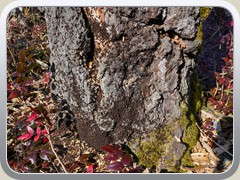 Rote Waldsmeisen