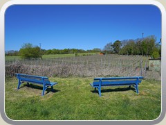 2.5.: Blick auf den Wein-/M�hlenberg