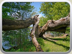 Umgest�rzter und gespaltener Baum
