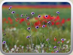26-06-04_04204a