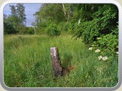 'Schubberbaum' der Wildschweine, fachm�nnisch Malbaum