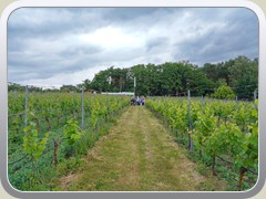 Blick auf den Weinhang