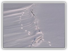 Eine Fhrte fhrte entlang der Eisverwerfung.