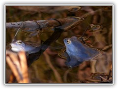 Nachmittags im Liepe-Graben. Die Paarungszeit der Moorfrsche ist offenbar vorbei. Nur zwei blaue Exemplare lieen sich blicken.