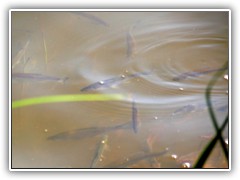 1.5.: Im Uferbereich des Todnitzsees tummelten sich zahlreiche Fische.