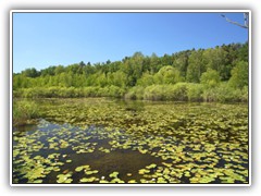25.5.: Der See im Sutschke-Tal war mit Seerosen berst. Weitere Fotos im  im Natur-Ordner vom 25.5. 