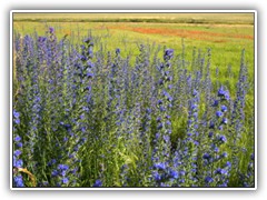 17.6.: Am Feldrand des Grbendorfer Weinberges: der Gemeine Natterkopf leuchtet intensiv blau.