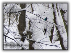 ... den Eisvogel, der uns misstrauisch von einem Ast beobachtete