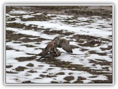 Die Beute wurde geschlagen - ein Federspiel