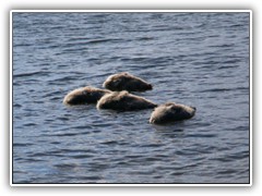 23.7.: Was mag das wohl sein?