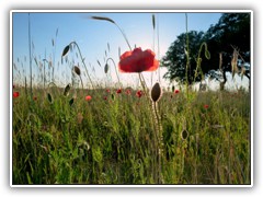 3.6.: Mohnblumen in der Abendsonne.