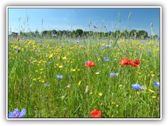 4.6.: Ein Meer der Farben auf dem Marienhofer Berg.