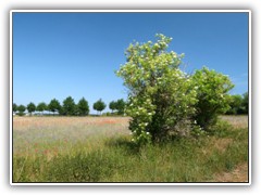 4.6.: Holunderb�sche am Feldrain.