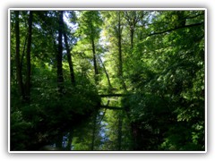 16.8.: Durch ein Gewitter am Wochenende wurde dieser Baum �ber den Glunzgraben gef�llt