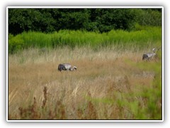 16.8.: Schlie�lich bekam ich sie vor die 'Linse'