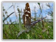 30.8.: Kleiner Schillerfalter