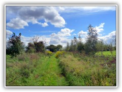 30.8.: Weg durch die Wiesen