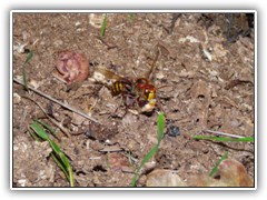 11.10.: Sie schleppte etwas aus der Baumffnung