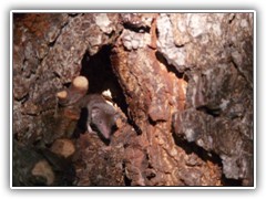 13.10.: Statt einer Hornisse schaute pltzlich eine Spitzmaus heraus
