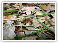 17.10.: Die letzten noch nicht geschlpften Hornissen werden entsorgt
