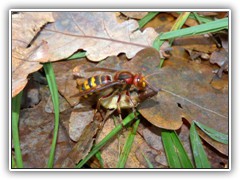 17.10.: Ca. 1 m vor dem Nest werden sie einfach abgelgt