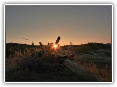 Die Sonne erreicht die mit Raureif bedeckte Pflanzenwelt