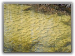 22.1.: Durch die starke Str�mung bildete sich ein wellenf�rmiger Sandboden