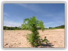 10.5.: Die anhaltende Trockenheit lie aus diesem Getreidefeld eine 'Wste' werden. Nur eine Unkrautpflanze besiedelte den Boden.