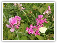 Ein Zitronenfalter labt sich an Blten.