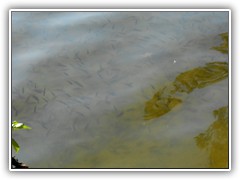 19.8.: Am Uferweg tummelten sich Hunderte von Fischen.
