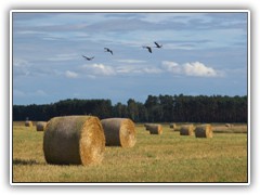 26.8.: 4 Kraniche berflogen das Feld.