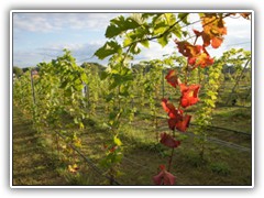 8.9.: Die ersten Weinreben frben sich. Weitere Fotos im Federweier-Ordner vom 8.9. 