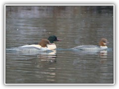 12.1.: Diese Gnsesger tummelten sich auf dem Ptzer Vordersee.