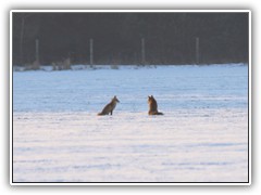 25.1.: Zwei Fchse nherten sich den Wildgnsen. Weitere Fotos im Wildgnse-Ordner vom 25.1.  