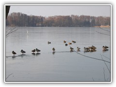 14.3.: Am Todnitzsee angekommen, ruhten sich zahlreiche Enten und ein Reiher auf dem Eis an der Grabenmndung aus.